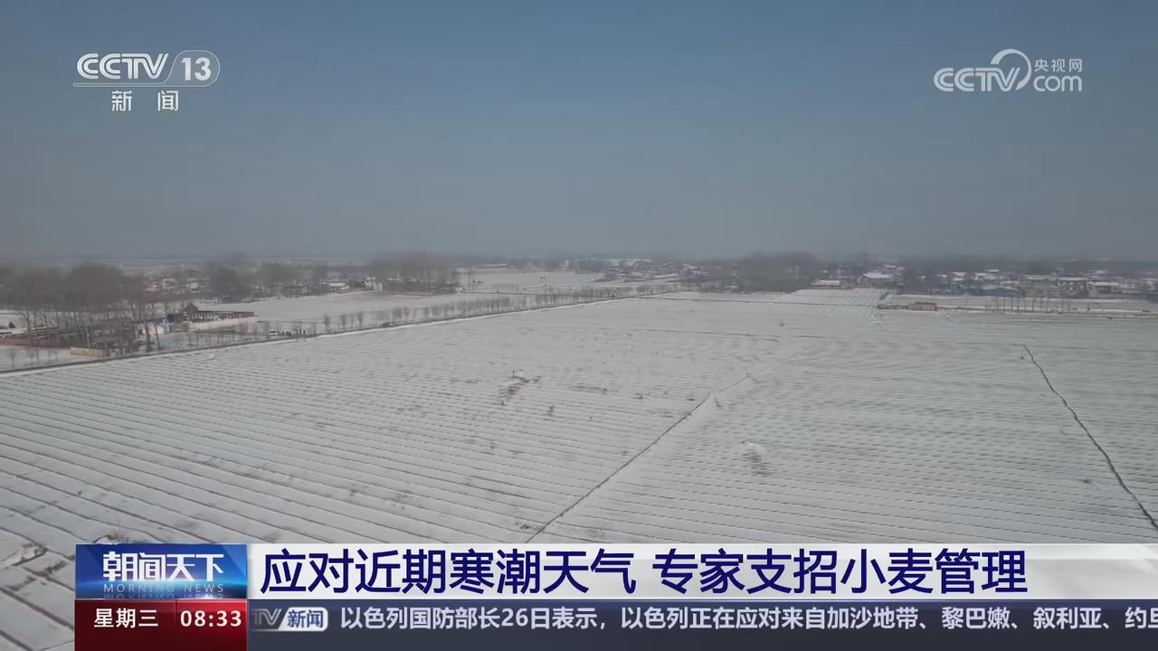 【央視關(guān)注河南滑縣】應(yīng)對近期寒潮天氣 專家支招小麥管理