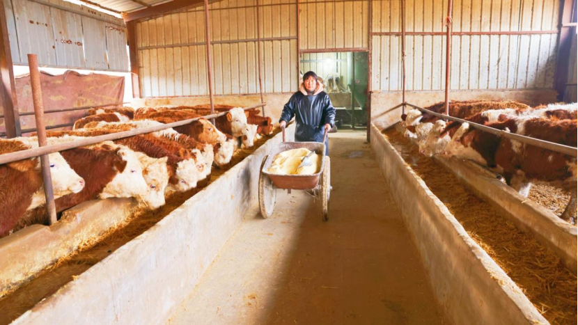 河南尉氏：何五的黄牛“致富路”