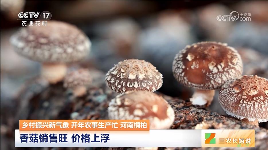 【央視關(guān)注河南桐柏】香菇銷售旺 價(jià)格上浮