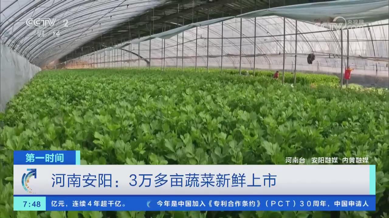 【央視關(guān)注河南內(nèi)黃】3萬(wàn)多畝蔬菜新鮮上市