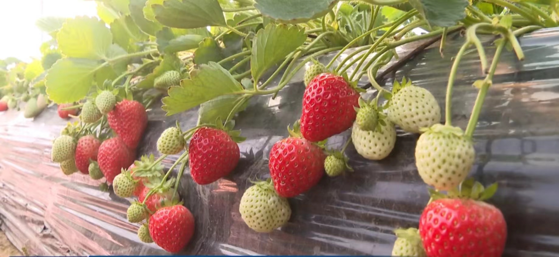 安阳滑县：乡村采摘点亮冬日“莓”好时光