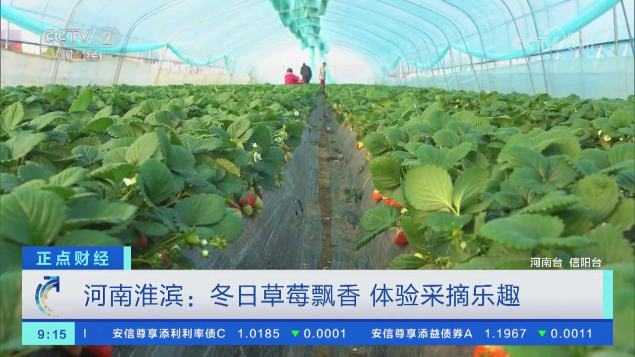 【央視關(guān)注河南淮濱】冬日草莓飄香 體驗采摘樂趣