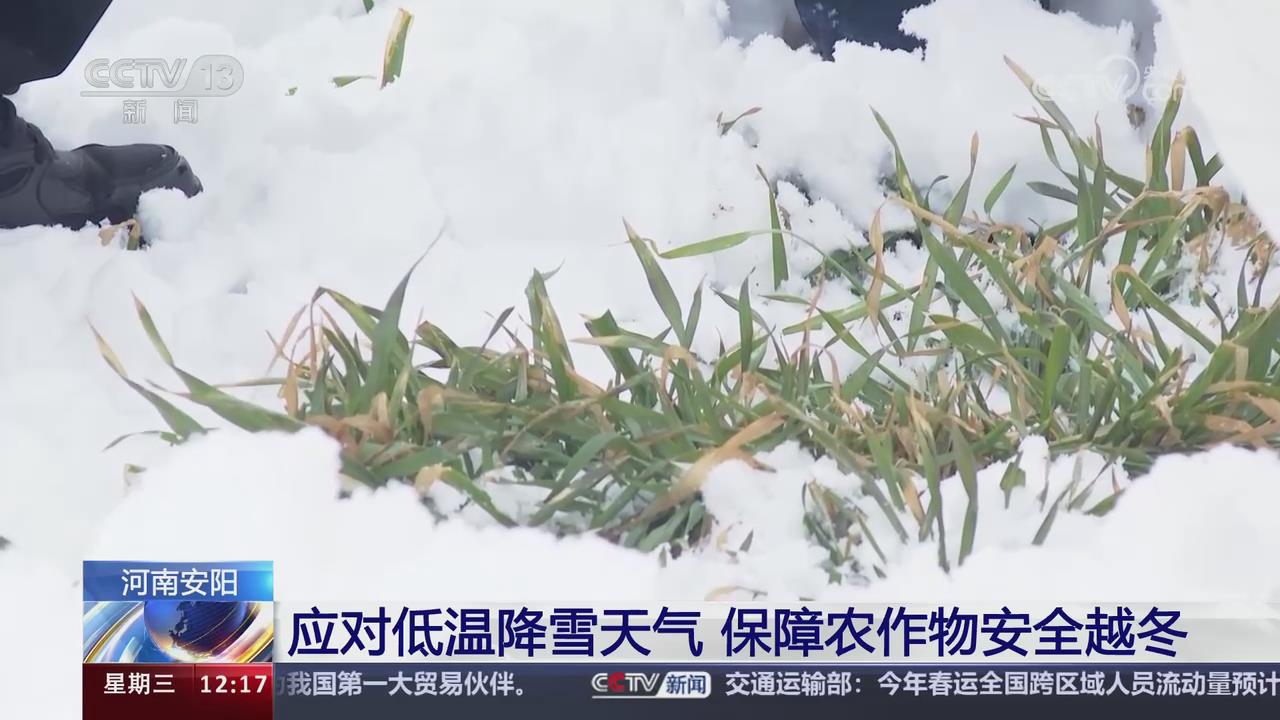 【央視關(guān)注河南安陽】應對低溫降雪天氣 保障農(nóng)作物安全越冬
