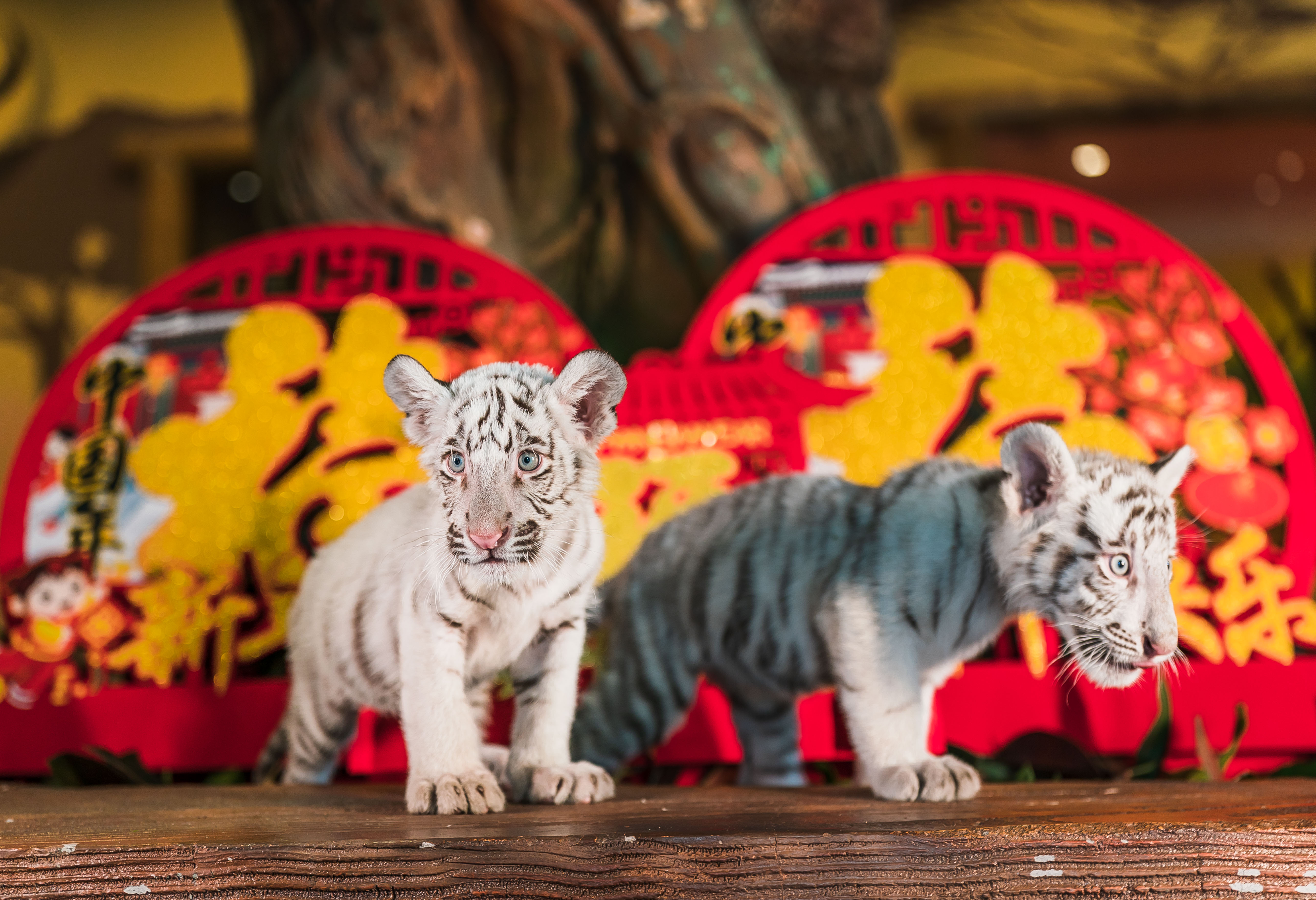 动物大拜年冰上火龙秀郑州一景区推出新春系列主题活动