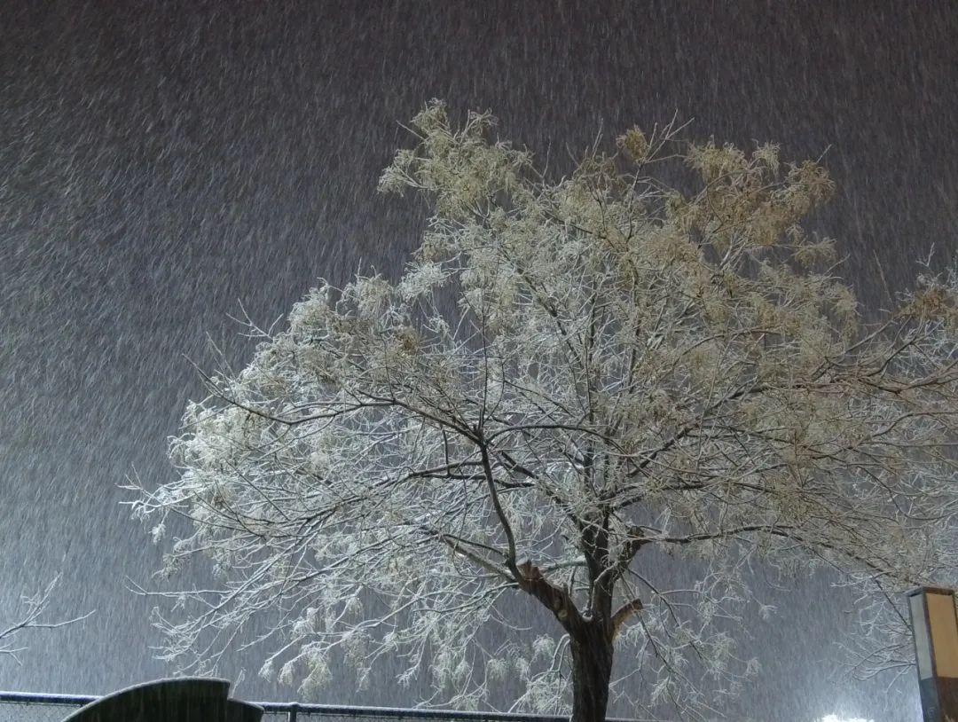 银装素裹分外妖娆泌阳雪景实拍