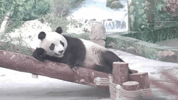 大熊猫“格格”“喜乐”迁新居 开启“上班”模式