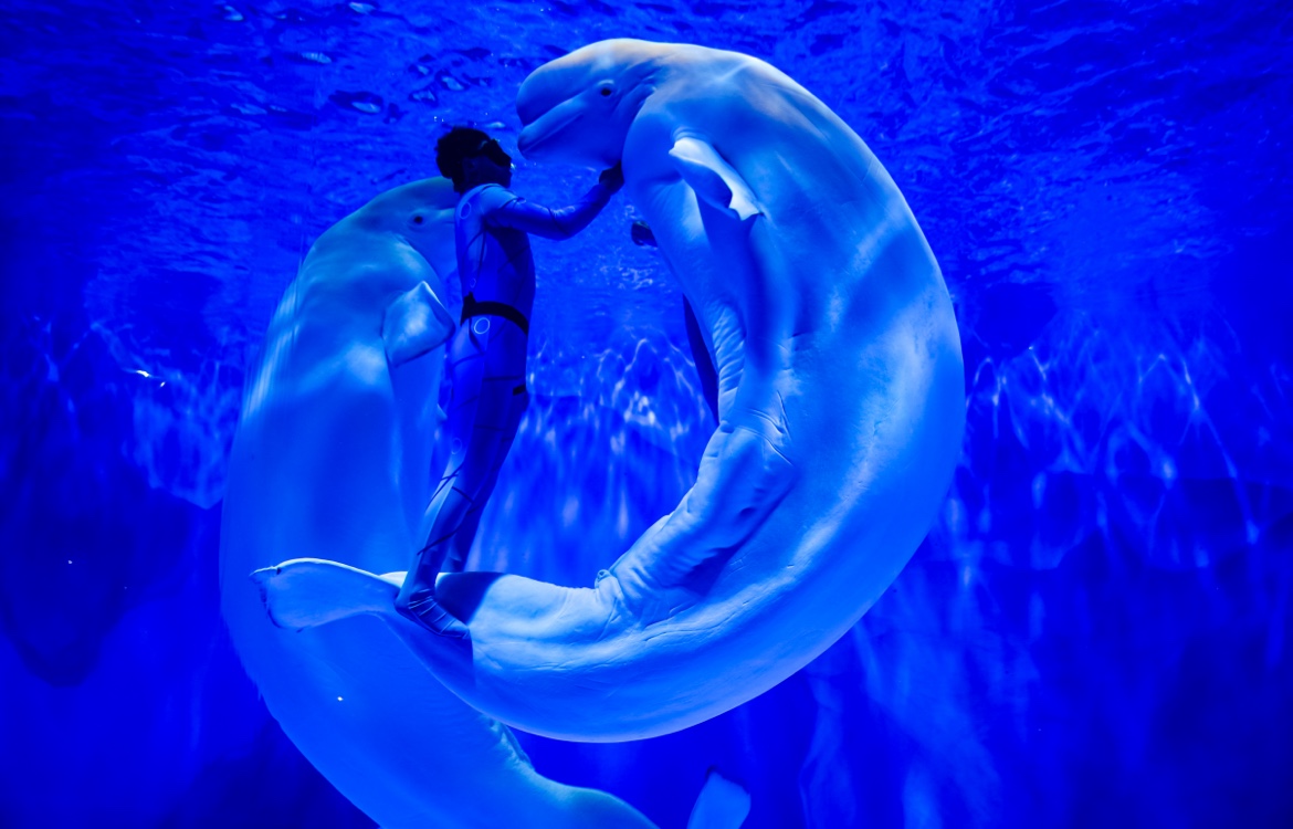 招106名小龙人郑州海昌海洋公园旅游度假区送福利啦