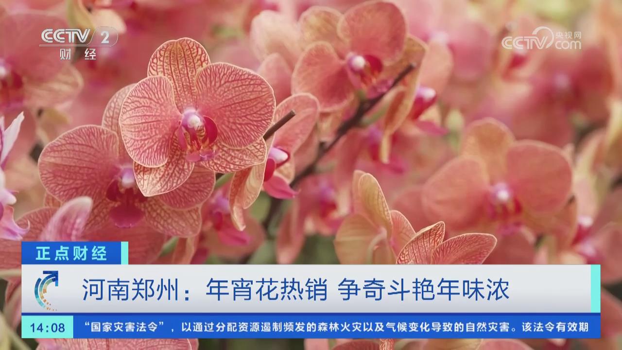 【央視關注河南鄭州】年宵花熱銷 爭奇斗艷年味濃