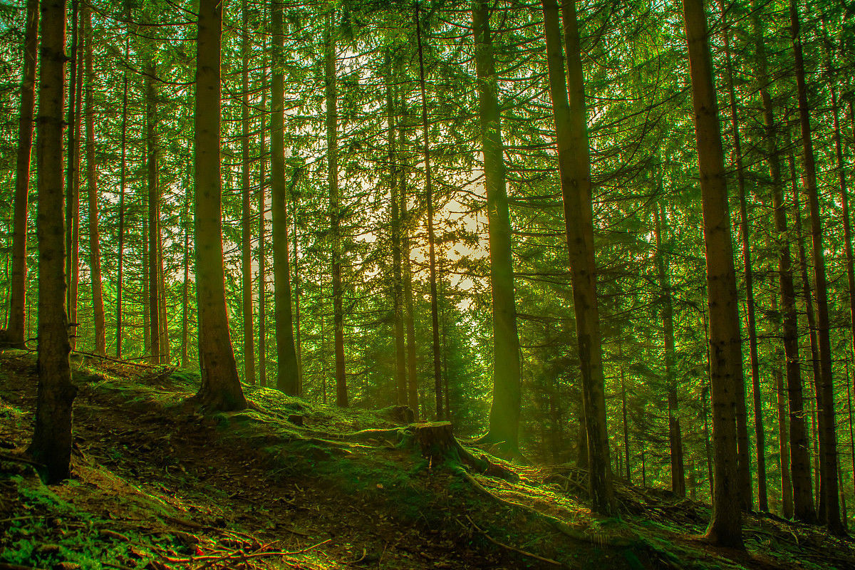 我省实现春节期间森林火灾零发生