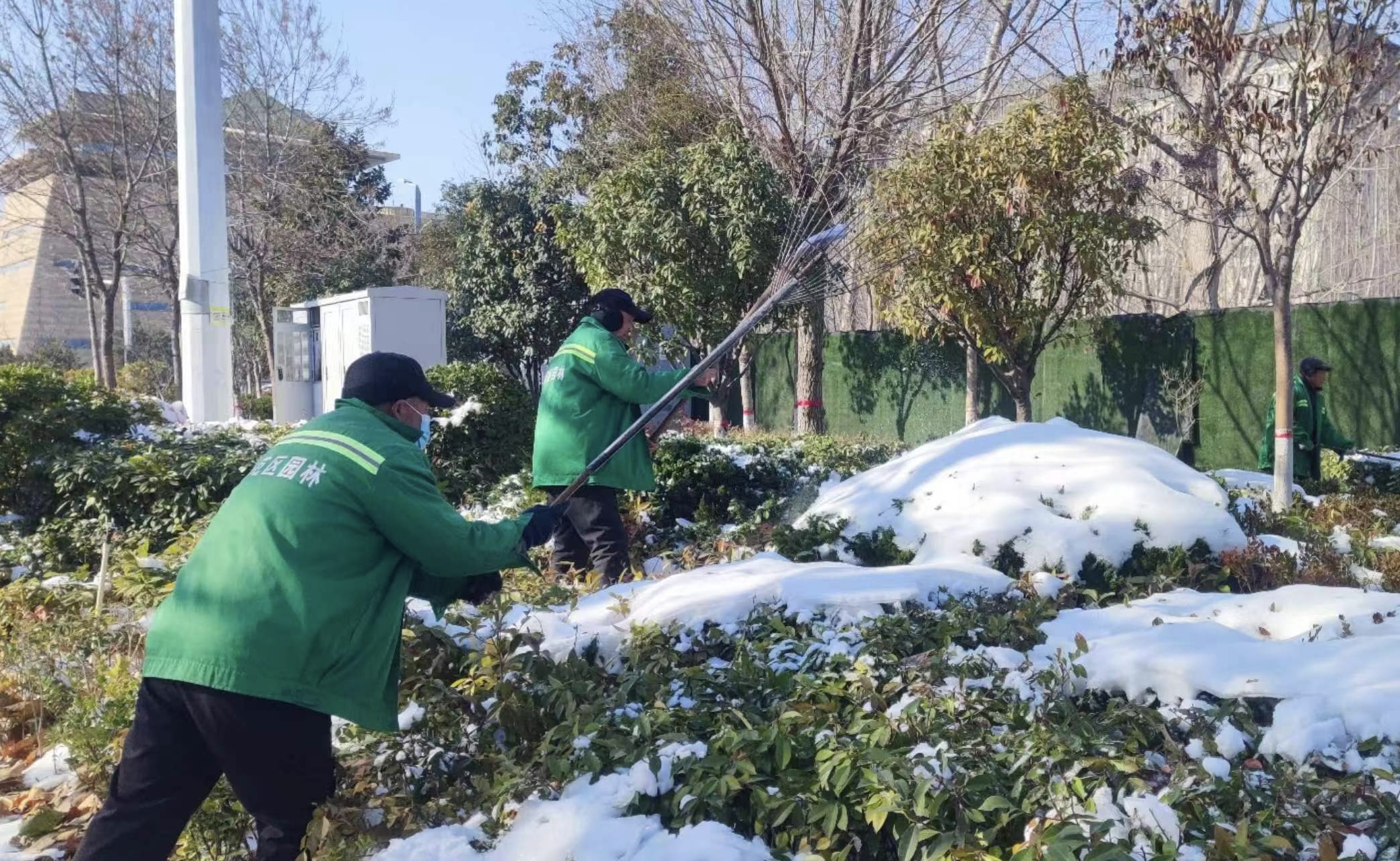 开封市示范区城管局做好雪后园林苗木养护保护绿化成果