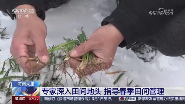 【央视关注河南太康】专家深入田间地头 指导春季田间管理
