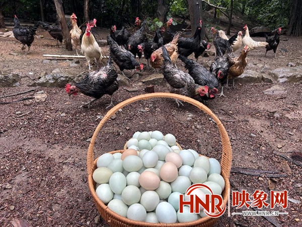河南鲁山县：养殖绿壳蛋鸡“钱”景就是好