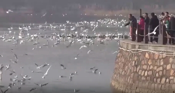 央媒看河南丨关注河南湿地生态、代表委员等内容