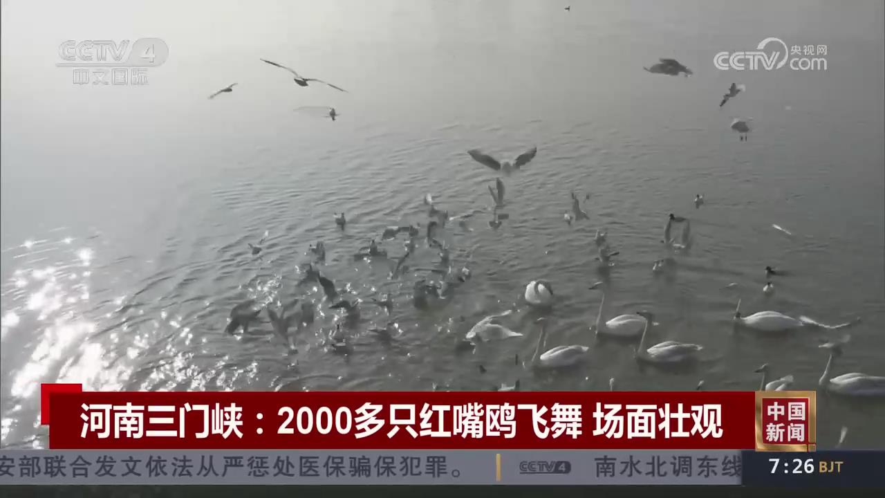 【央视关注河南三门峡】2000多只红嘴鸥飞舞 场面壮观