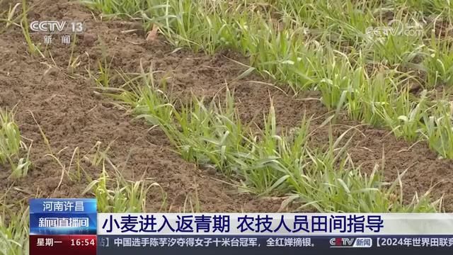 【央视关注河南许昌】小麦进入返青期 农技人员田间指导