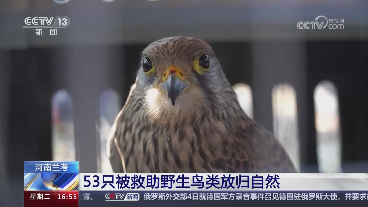 【央视关注河南兰考】53只被救助野生鸟类放归自然