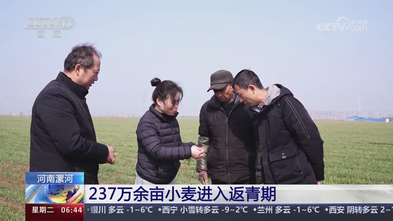 【央视关注河南漯河】237万余亩小麦进入返青期