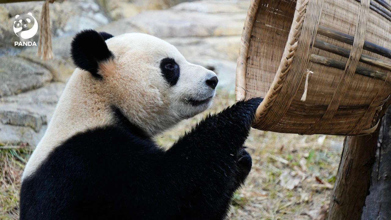 米儿熊猫高能时刻图片