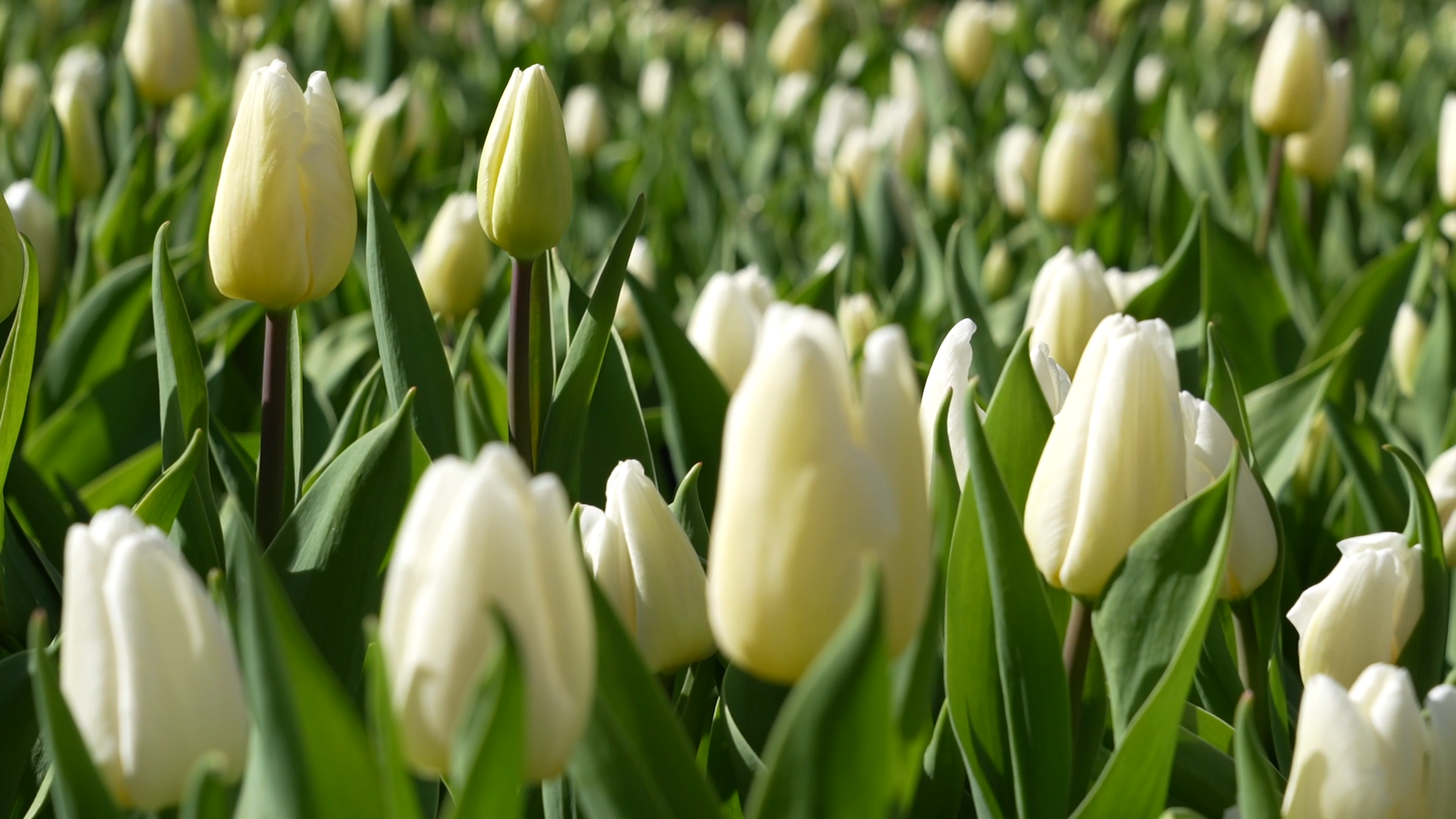 了解到,在此次活动中,宝泉景区共准备了45种品类,16个色系的郁金香