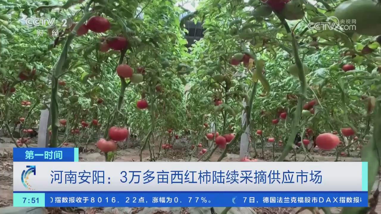 【央视关注河南内黄】3万多亩西红柿陆续采摘供应市场