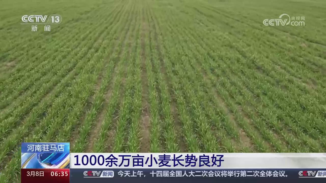 【央视关注河南驻马店】1000余万亩小麦长势良好