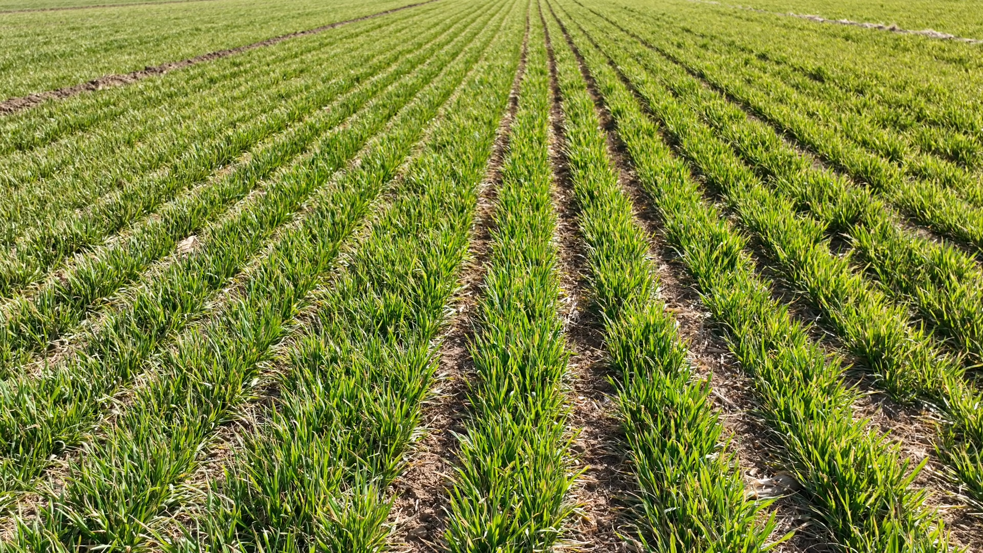 新乡原阳:新质生产力,助力小麦精准春管-大象网