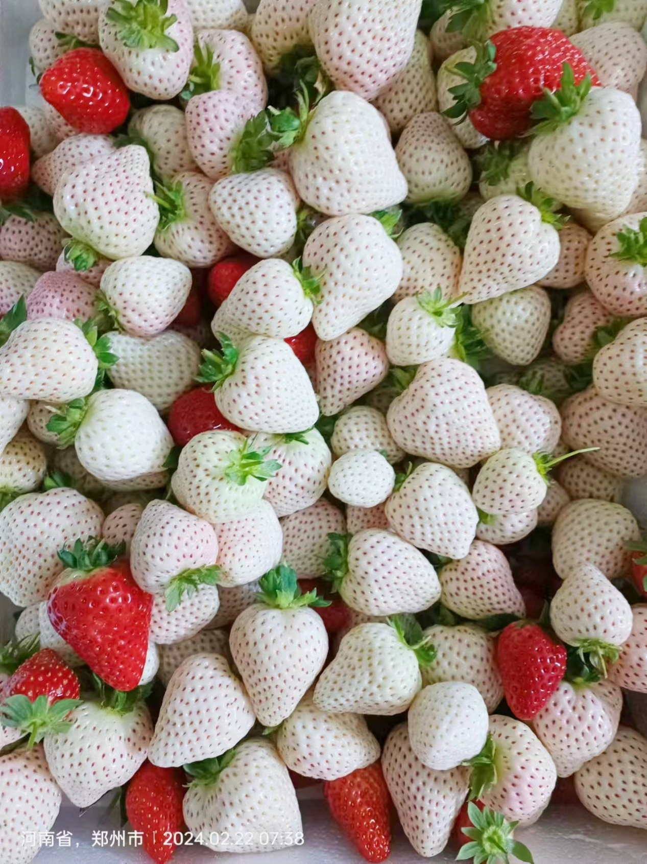 吊西瓜等特色瓜果种植面积,鼓励农户种植红颜,红袖,白雪,桃莓等口感好