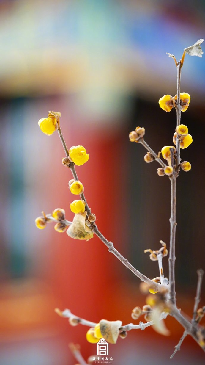故宫红墙与金黄腊梅配色好搭!-大象网