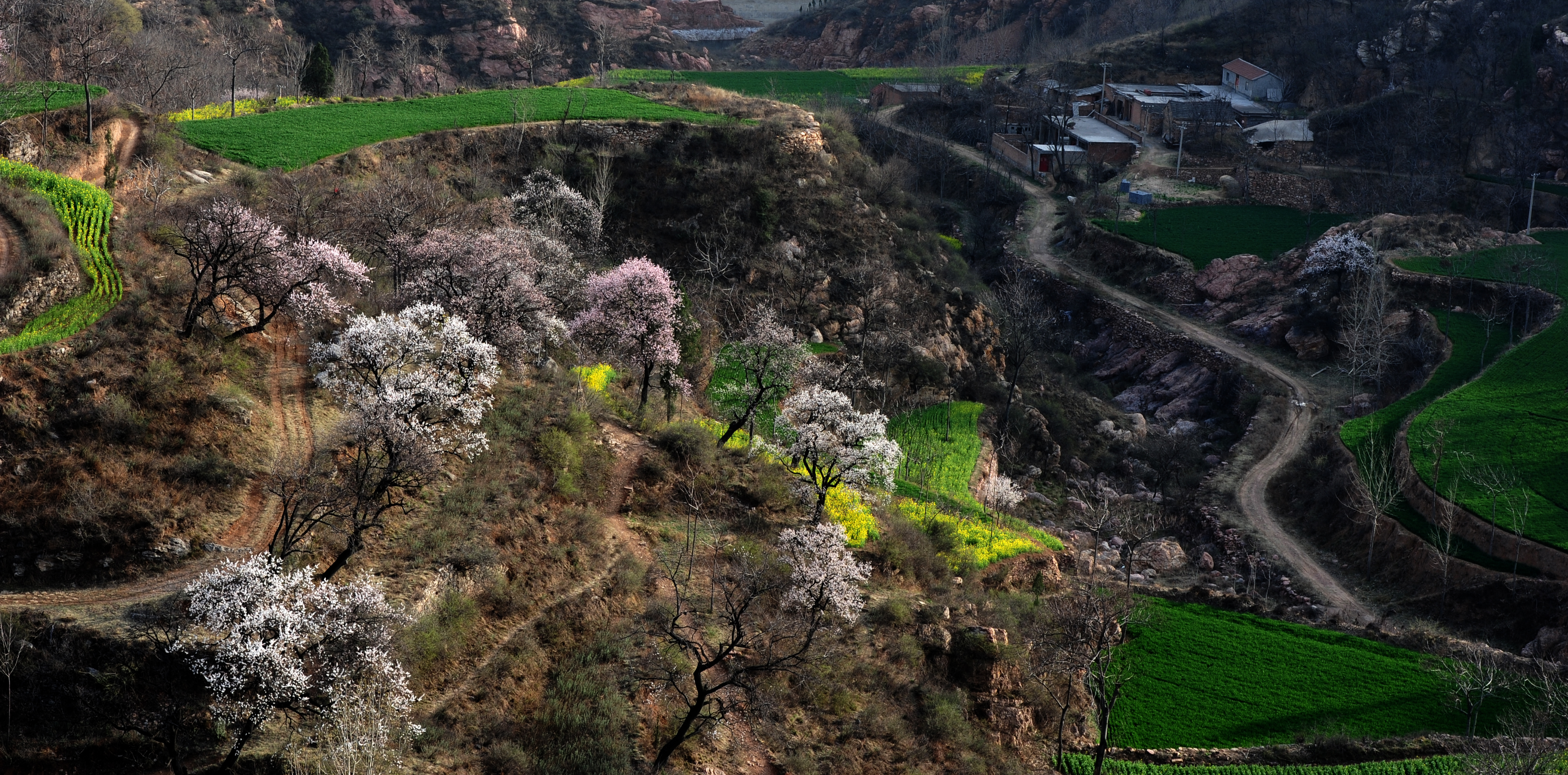 走,赏春去!中国新密·伏羲山第十八届杏花节15日开幕-大象网
