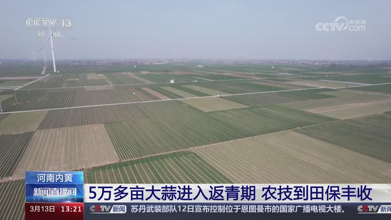 【央视关注河南内黄】5万多亩大蒜进入返青期 农技到田保丰收