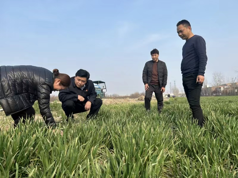 郑州航空港区龙港办事处深入田间地头查看农作物田间管理工作-大象网