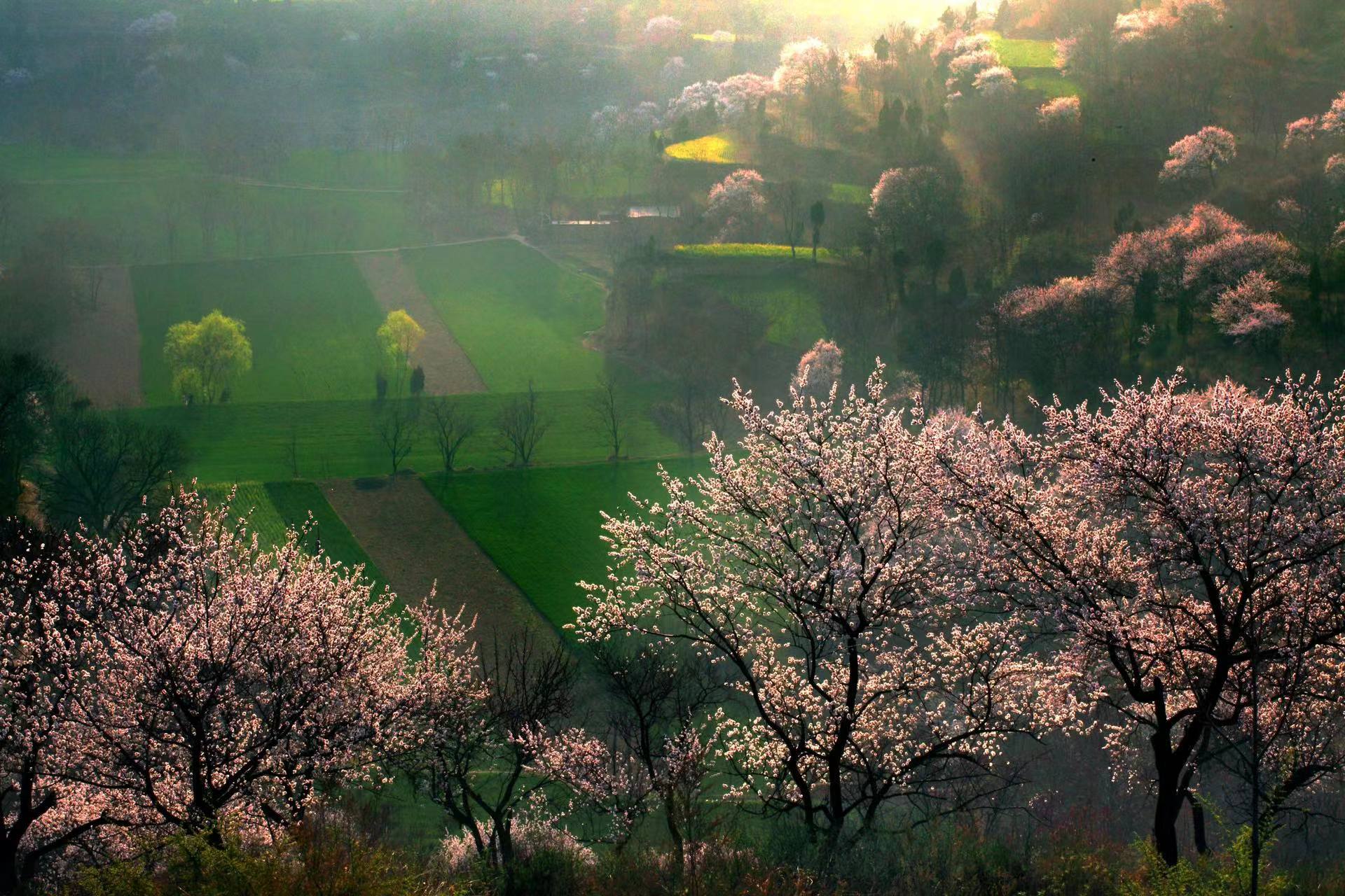 中国新密·伏羲山第十八届杏花节3月15日开幕-大象网