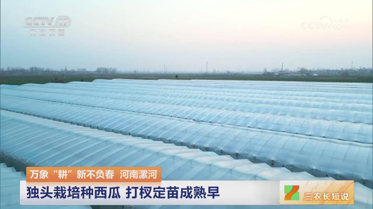 【央视关注河南漯河】独头栽培种西瓜  打杈定苗成熟早