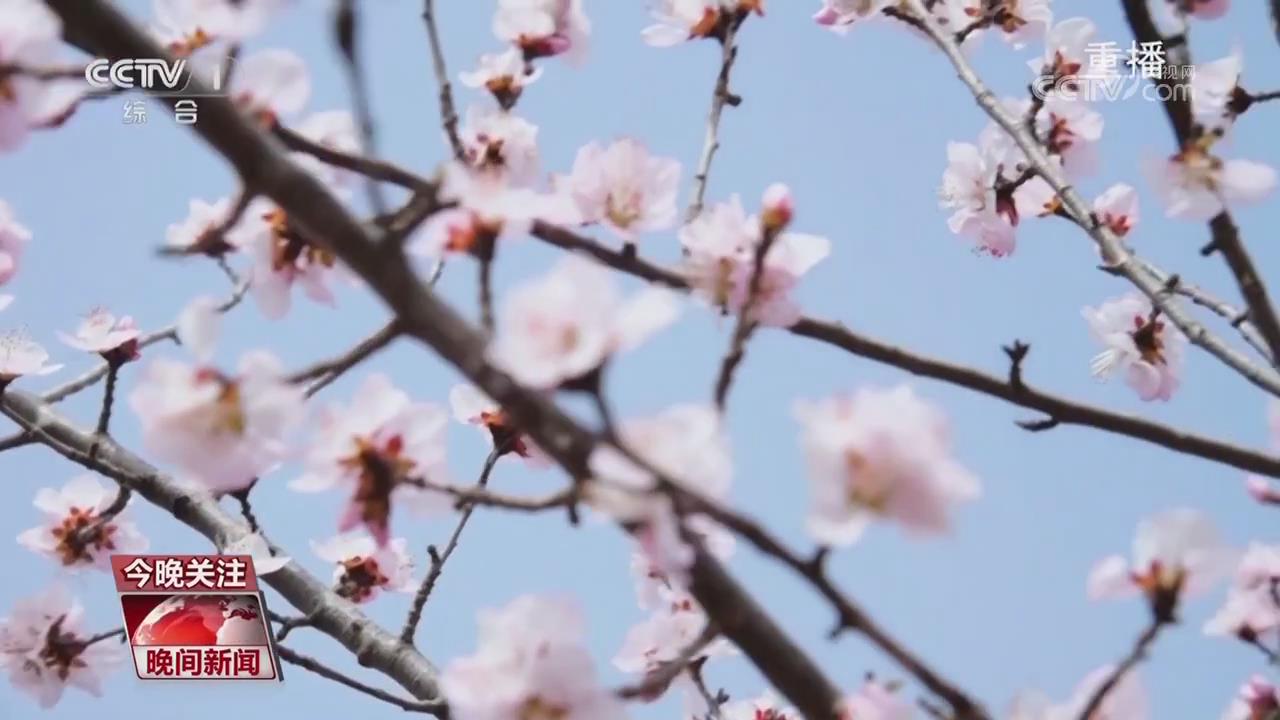 【央视关注河南】赏花+民俗 传统文化引客来