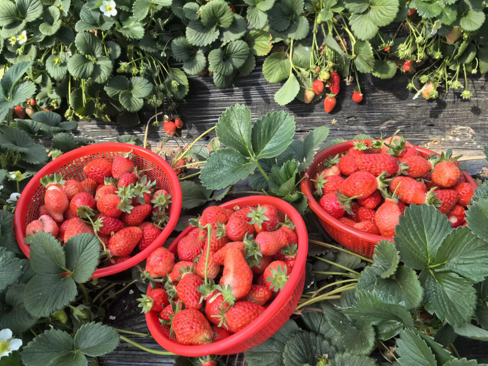 河南省草莓大会暨中牟县姚家镇第三届草莓文化旅游节开幕-大象网