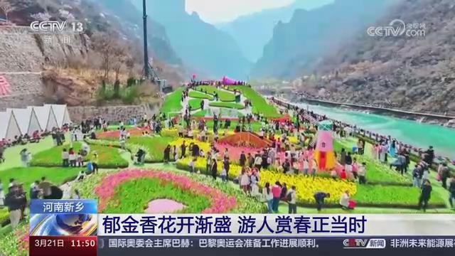 【央视关注河南新乡】郁金香花开渐盛 游人赏春正当时