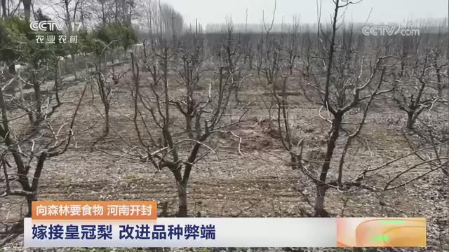【央视关注河南开封通许】嫁接皇冠梨 改进品种弊端