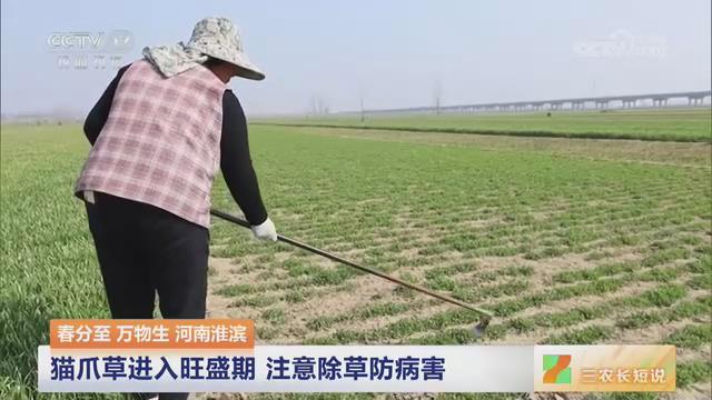 【央视关注河南淮滨】猫爪草进入旺盛期 注意除草防病害