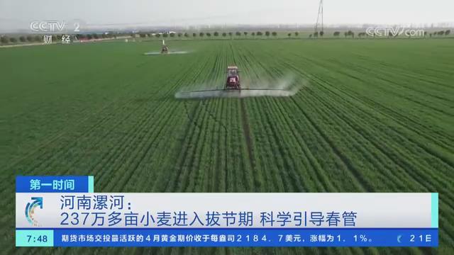 【央视关注河南漯河】237万多亩小麦进入拔节期 科学引导春管