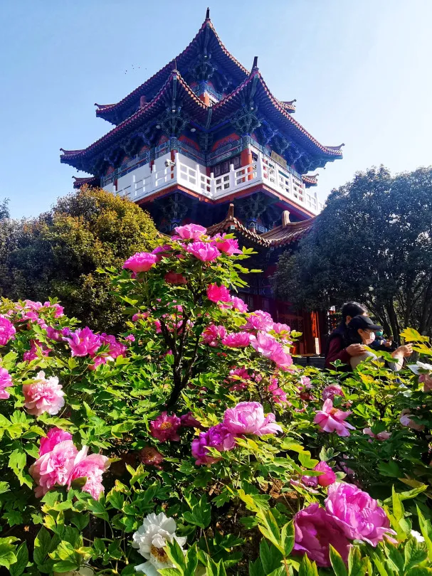 唯有牡丹真国色,花开时节动京城.