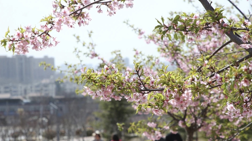 焦作市花海公园图片