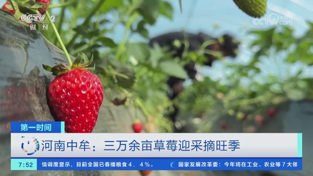 【央视关注河南中牟】三万余亩草莓迎采摘旺季