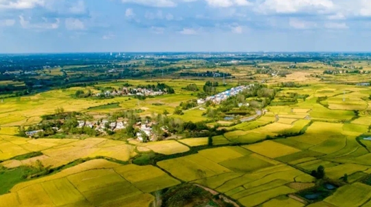 光山县寨河镇:深化"五个聚力" 扎实推进"五星"支部创建-大象网