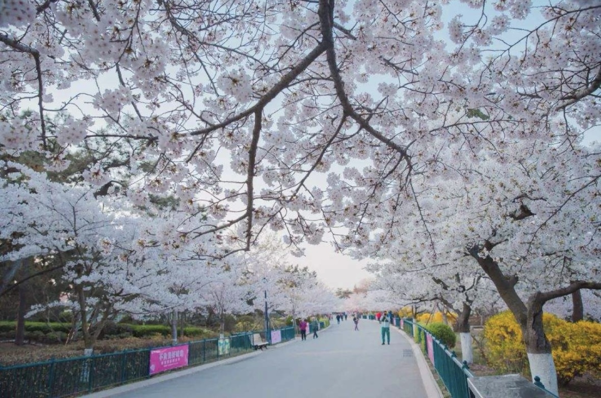 北方的樱花正待盛放,最有代表性的要数文艺浪漫的青岛,甚至不用去中山