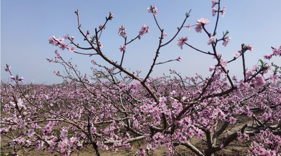 西华县第二十届桃花赏游消费季活动启动-大象网