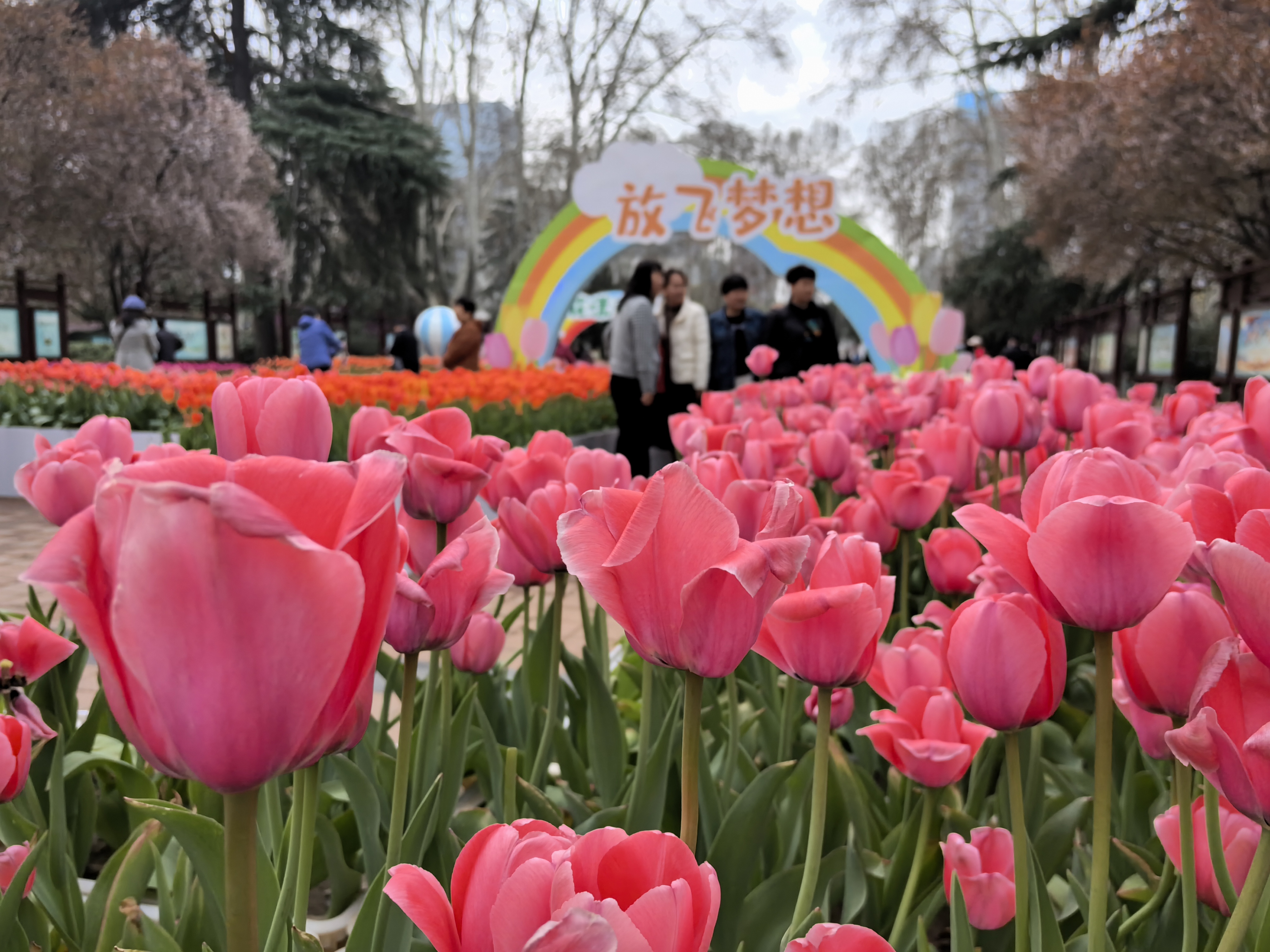 赏花又添新地 郑州市人民公园 第二十七届郁金香花展来了-大象网