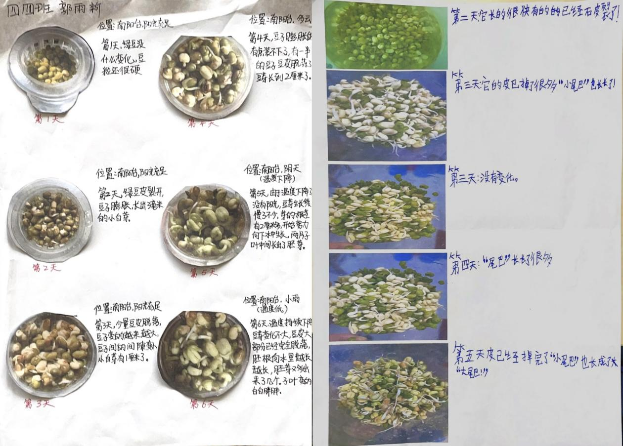 四年级学生通过亲手种植豆苗,深入了解植物生长的奥秘.