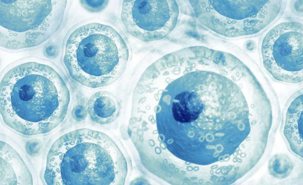 首先是英国的生物学家巴风,他根据哺乳动物的平均寿命和生长周期,推算