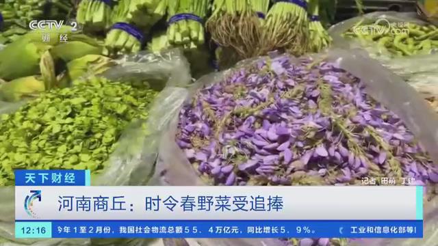 【央視關(guān)注河南商丘】時(shí)令春野菜受追捧