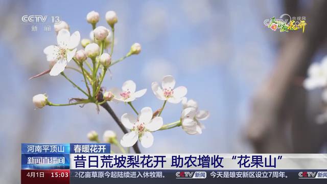 【央視關(guān)注河南平頂山】昔日荒坡梨花開 助農(nóng)增收“花果山”